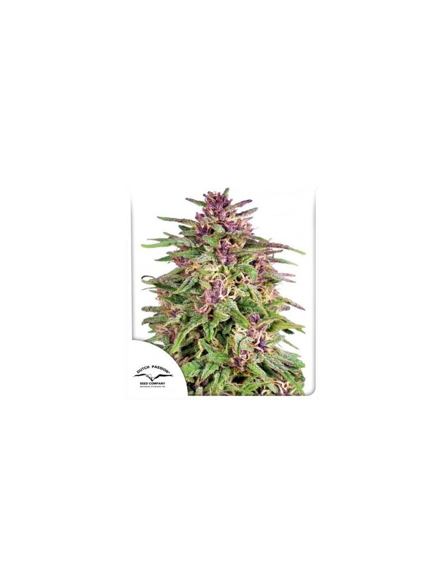 Frisian Dew - Dutch Passion (Semillas de THC feminizadas regulares)