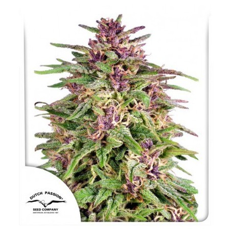 Frisian Dew - Dutch Passion (normale feminisierte THC Samen)