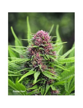 Frisian Dew - Dutch Passion (normale feminisierte THC Samen)