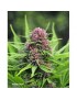 Frisian Dew - Dutch Passion (normale feminisierte THC Samen)