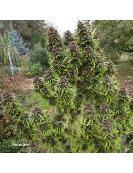 Frisian Dew - Dutch Passion (Semillas de THC feminizadas regulares)