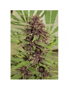 Frisian Dew - Dutch Passion (semi regolari femminizzati THC)