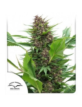 Frisian Duck - Dutch Passion (normale feminisierte THC Samen)