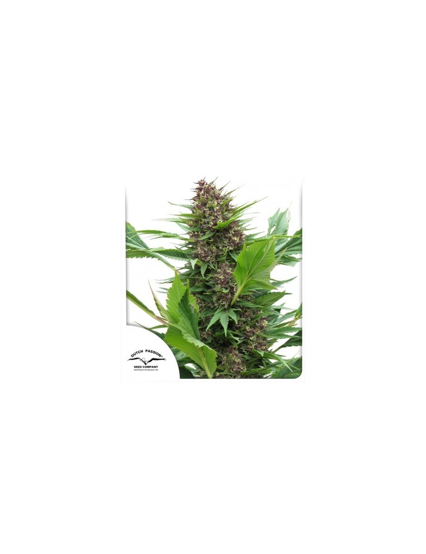 Frisian Duck - Dutch Passion (normale feminisierte THC Samen)