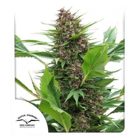 Frisian Duck - Dutch Passion (normale feminisierte THC Samen)