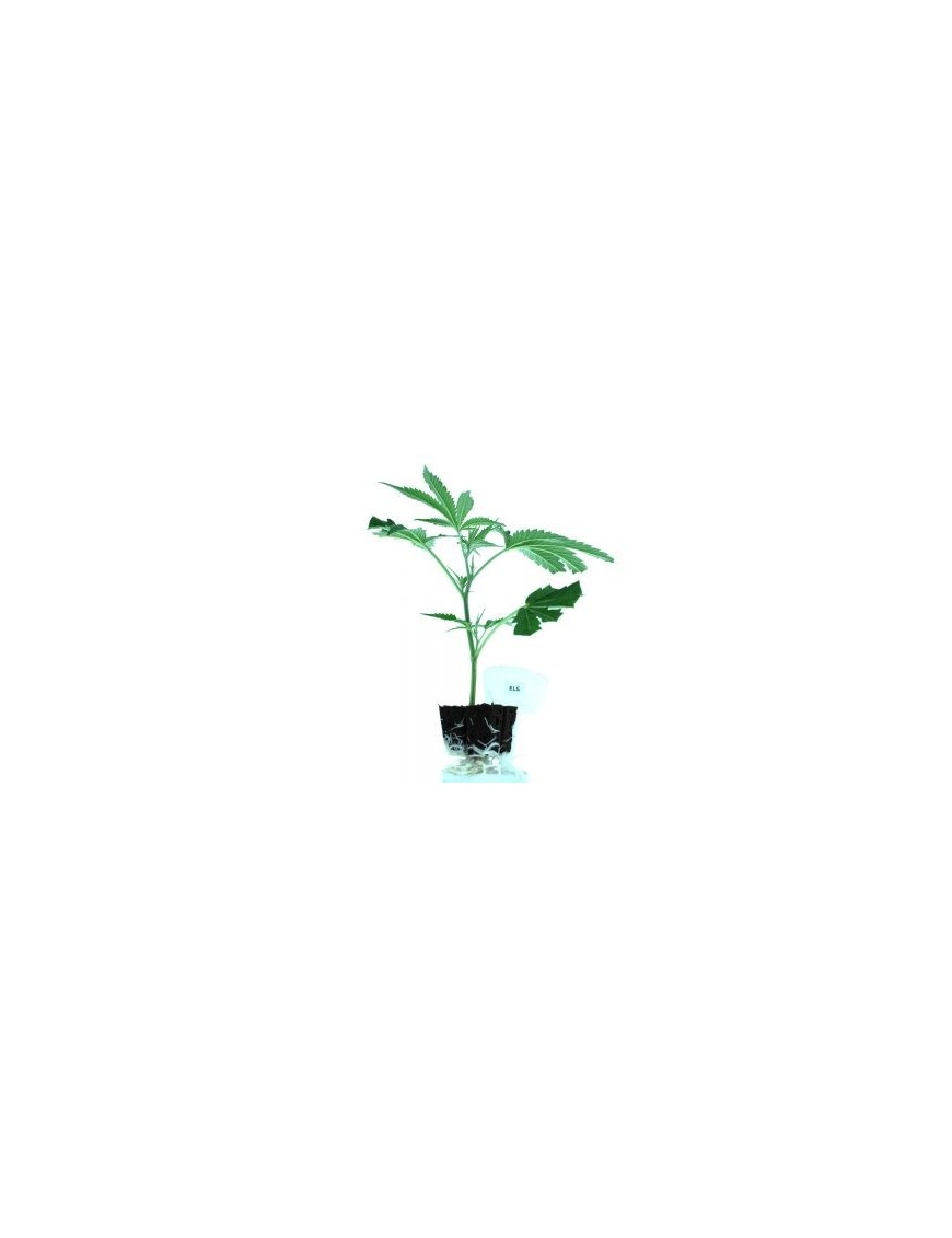 Planta ornamental Els