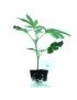 Planta ornamental Els