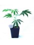 Planta ornamental Els