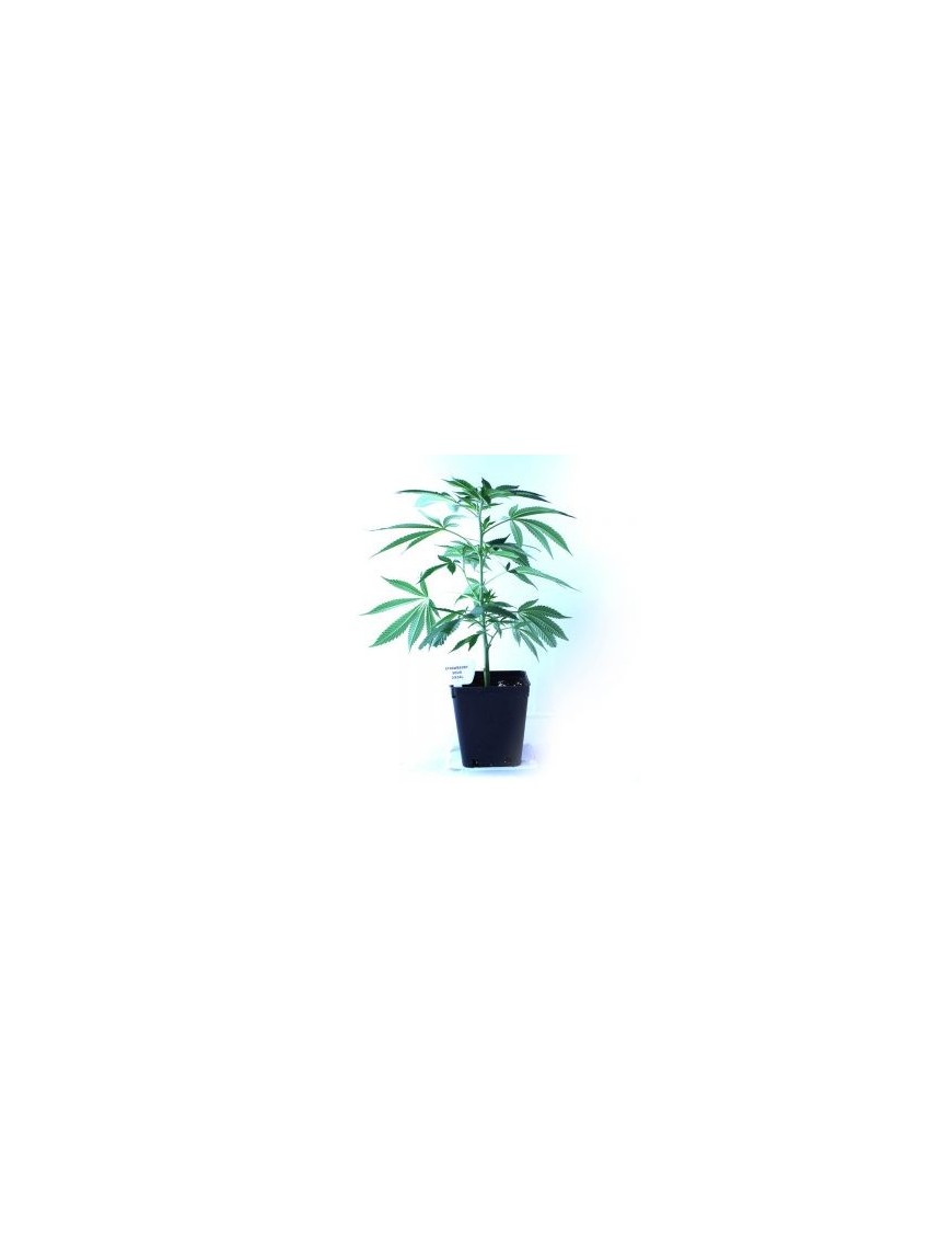 Ornamental Planta de fresa Sour Diesel