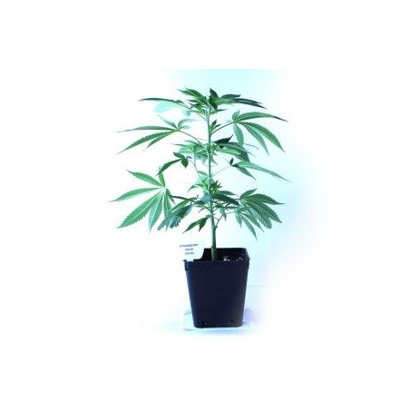 Ornamental Planta de fresa Sour Diesel