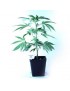 Ornamental Planta de fresa Sour Diesel