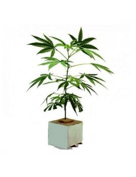 Planta CBD Fresa