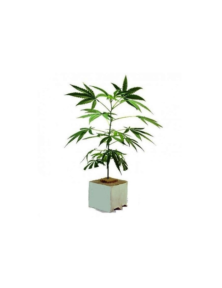 Planta CBD Fresa