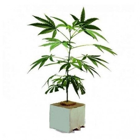 Planta CBD Fresa