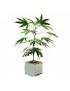 Planta CBD Fresa