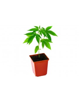 CBD White Widow plant