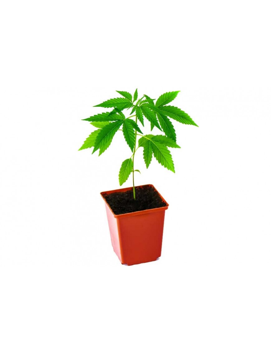 CBD White Widow plant