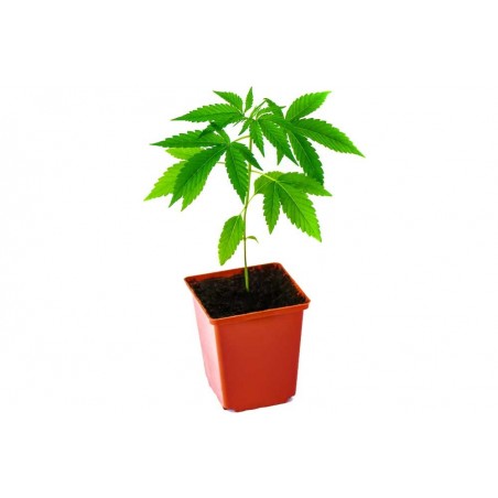 CBD White Widow plant