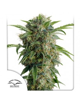 Auto Daiqiri Lime - Dutch Passion