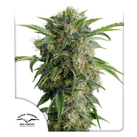 Auto Daiqiri Lime - Dutch Passion