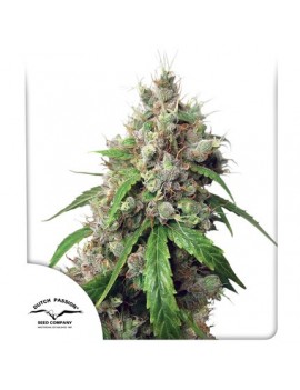 Auto Euforia - Dutch Passion