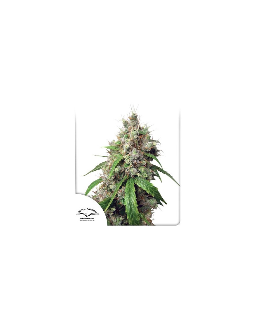 Auto Euforia - Dutch Passion