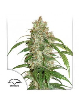 CDB Auto White Widow -...