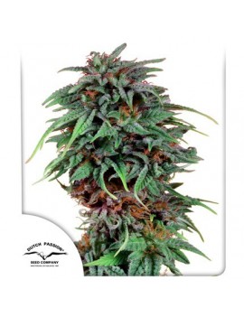 Veneno de Durban Dutch Passion