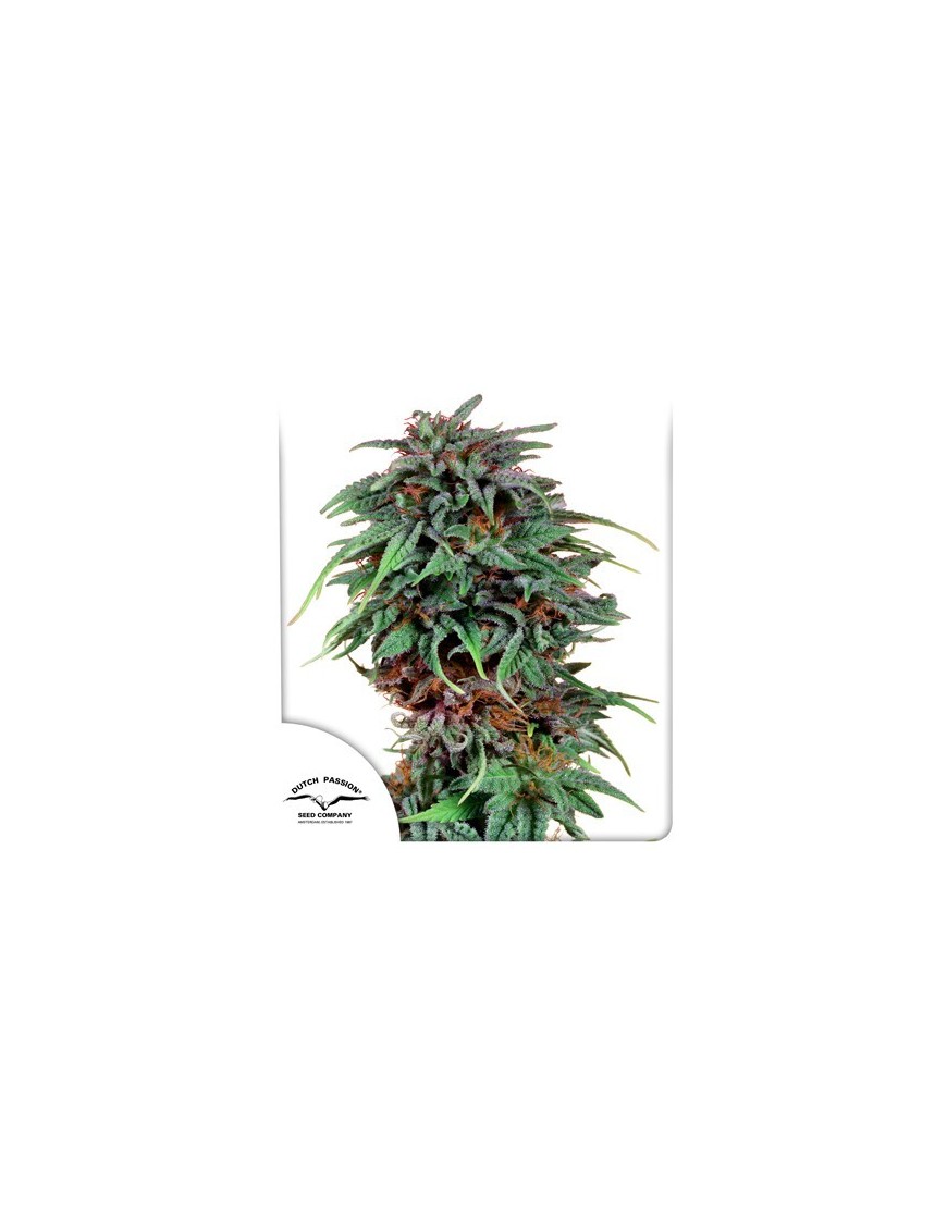 Veneno de Durban Dutch Passion