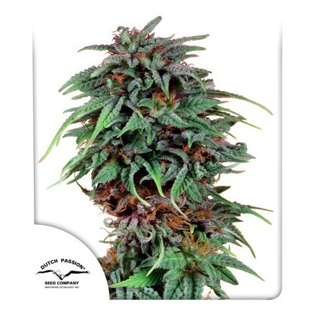 Veneno de Durban Dutch Passion