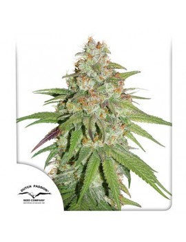 Glueberry OG Mujer - Dutch...