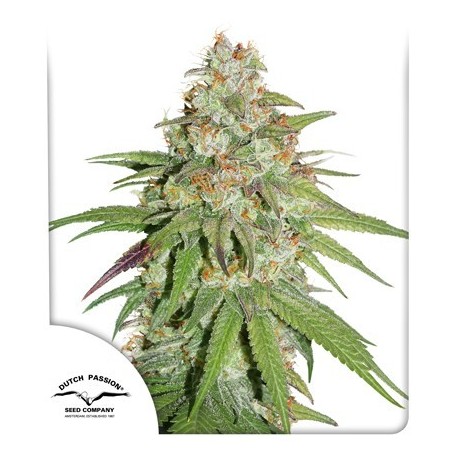 Glueberry OG feminisiert - Dutch Passion