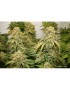 Banana Blaze Feminized - Dutch Passion