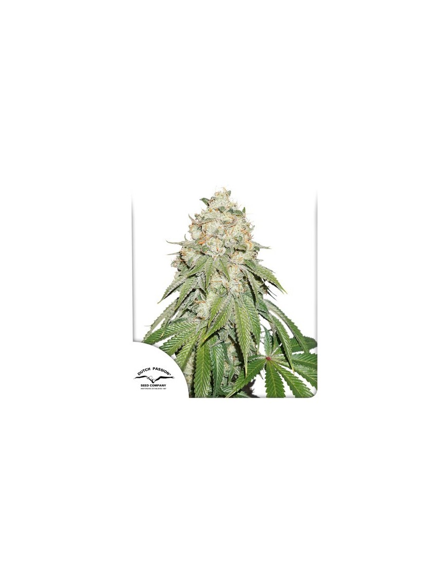 Banana Blaze Feminized - Dutch Passion