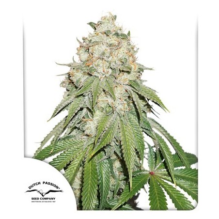 Banana Blaze Feminized - Dutch Passion