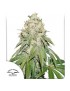 Banana Blaze Feminized - Dutch Passion