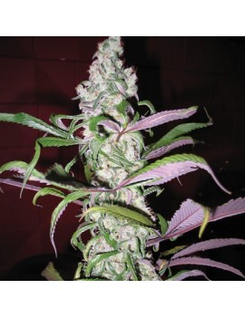 Blueberry - Dutch Passion