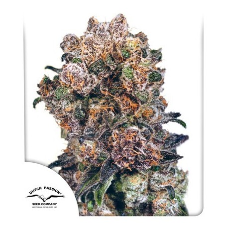 Blueberry - Dutch Passion