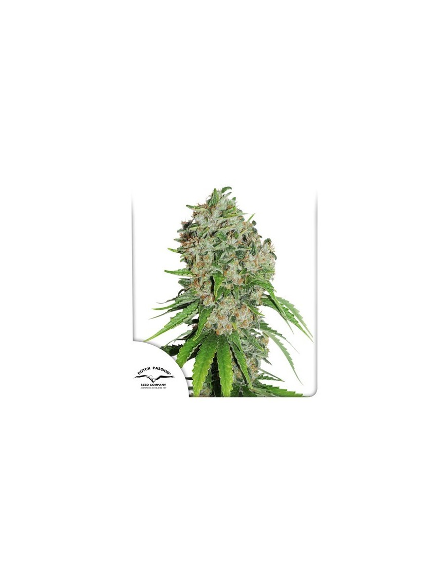 Proscrito Amnesia Femminiz. - Dutch Passion