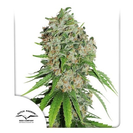 Outlaw Amnesia Femminiz. -Ja- Dutch Passion