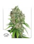 Outlaw Amnesia Femminiz. -Ja- Dutch Passion