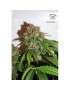 Outlaw Amnesia Femminiz. -Ja- Dutch Passion