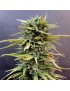 Skunk n11 Feminiz.- Dutch Passion