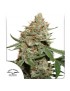 Skunk n11 Feminiz.- Dutch Passion