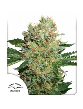 Brainstorm Female - Dutch Passion