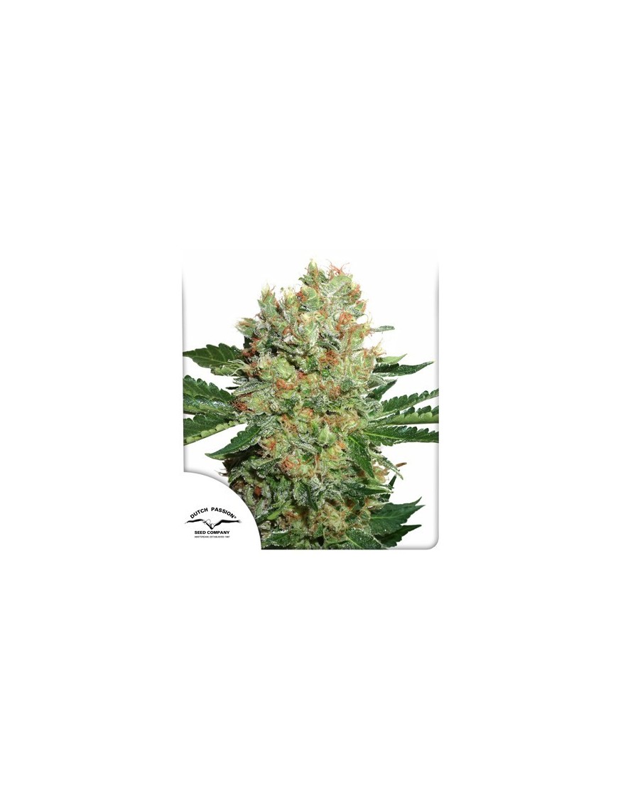 Brainstorm Female - Dutch Passion