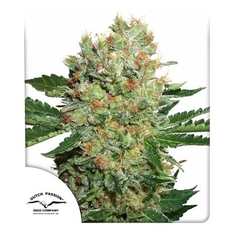 Brainstorm Female - Dutch Passion