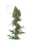 Euphoria Feminished - Dutch Passion