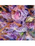 Purple n1 Femminiz. - Dutch Passion - Sir Hemp Shop