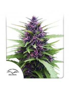 Shaman Feminized - Dutch Passion